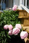 Peonies greet you in the summer